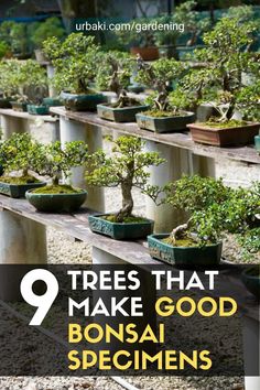 trees that make good bonsai specimens in pots with text overlay reading 9 trees that make good bonsai specimens