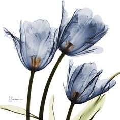 three blue tulips are shown in this artistic painting by artist susan grisby