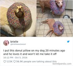 two dogs with donuts on their heads