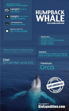 an advertisement for humpback whale in the ocean with information about it and how to use