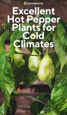 green peppers growing on a plant with the words excellent hot pepper plants for cold climates