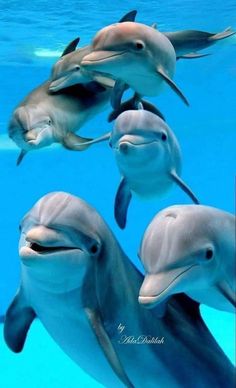 four dolphins swimming in the water together