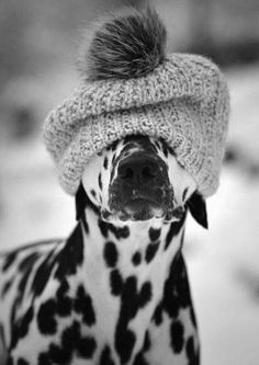 a dalmatian dog wearing a hat in the snow