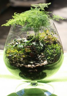 a glass filled with plants on top of a table