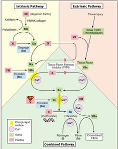 a diagram showing the pathway to different pathways