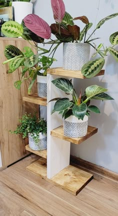 several potted plants are arranged on wooden shelves in a room with white walls and wood flooring