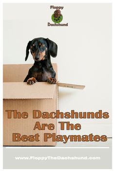 the dachshunds are the best playmates for dogs and their owners