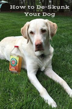 a white dog laying in the grass next to a bottle of de - skunke