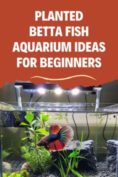 a planted betta fish aquarium with the words, planted betta fish aquarium ideas for beginners