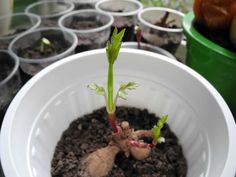 a close up of a small plant in a white pot with dirt on the ground