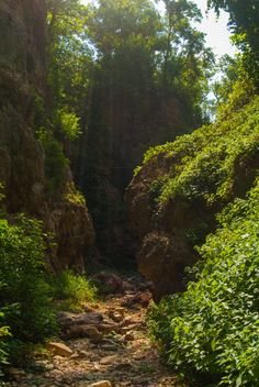 the sun shines through the trees and rocks