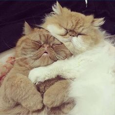 an orange and white cat laying on top of a brown teddy bear with its eyes closed