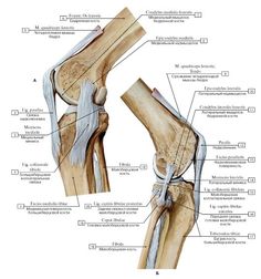 Yoga Anatomy, Body Therapy, Medical Anatomy, Body Anatomy, Med Student