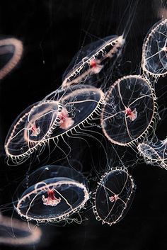 some jellyfish are swimming in the water