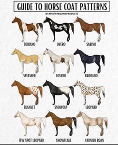 the different types of horses that can be found in each horse's coat pattern