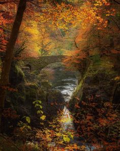 a river running through a forest filled with trees covered in fall foliage and leaves on the ground