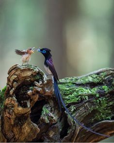 two birds are standing on a tree stump