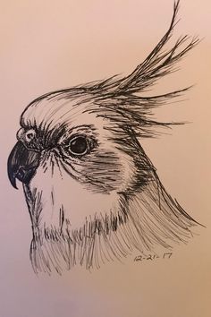 a drawing of a bird with very long hair on it's head and beak