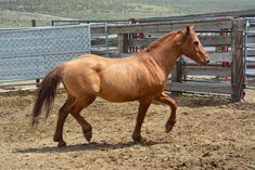 a brown horse running around in an enclosure