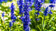 some blue flowers are growing in the grass