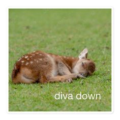 a small deer laying on top of a green grass covered field with the words diya down above it