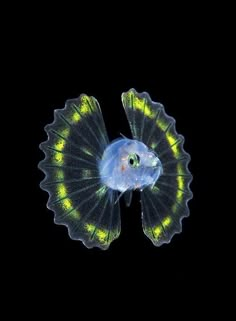 a blue and yellow jellyfish in the dark with its head turned to look like it's floating