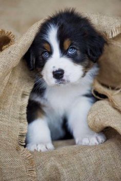 a puppy that is sitting under a blanket