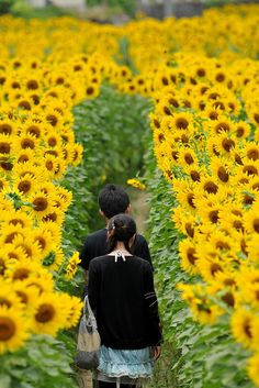 two people are standing in the middle of a field of sunflowers, facing each other