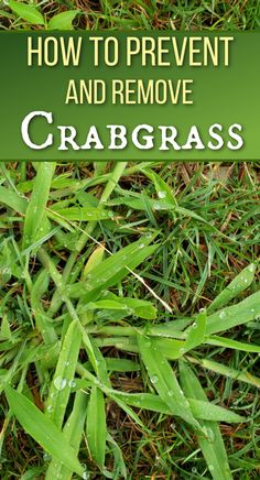 crabgrass weed in lawn How To Kill Crabgrass In Lawn, Crabgrass Removal Lawn Care, Planting Ginger, Southern Landscaping, Gardening Therapy, Killing Weeds, Lawn Care Schedule, Gardening Tricks, Lawn Irrigation