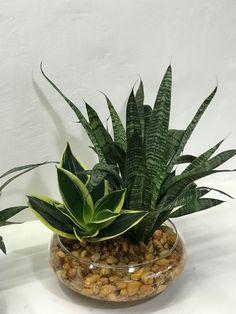 two plants in a glass bowl on a white table top with rocks and gravel below