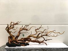 a bonsai tree is on display in a white room with black rocks and gravel