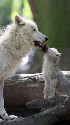 an adult white wolf standing next to a baby wolf on top of a tree branch