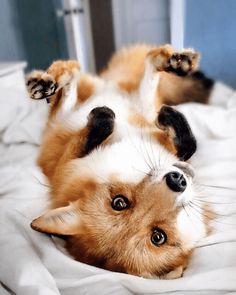 a brown and white dog laying on it's back with its paws in the air