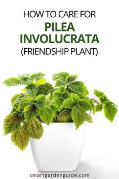 a potted plant with the words how to care for pilea involucrata