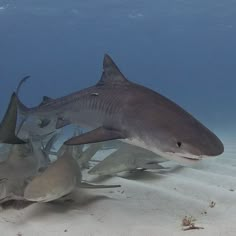 a group of sharks swimming on top of a sandy ocean floor next to another shark