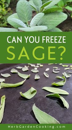 sage leaves with the words can you freeze sage? on top of it and below