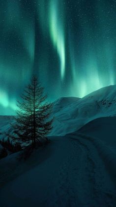 the aurora bore is shining brightly in the sky above a snow covered hill and tree