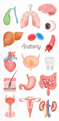 an illustration of the human body and its organs