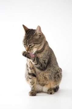 a cat sitting on its hind legs with its paw in the air and it's mouth open