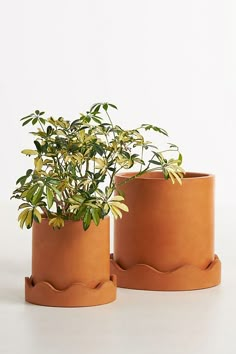 two potted plants sitting on top of each other