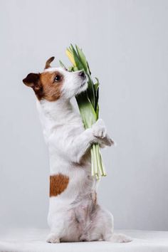 a small dog is holding flowers in its mouth while standing on his hind legs and looking up