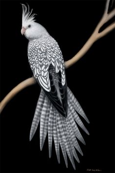 a white and black bird sitting on top of a tree branch with its wings spread