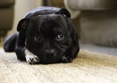 a black and white dog laying on the floor