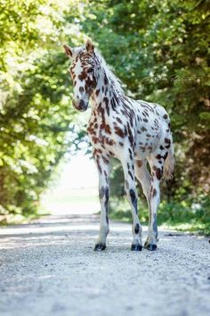 a brown and white spotted horse standing on the side of a road next to trees