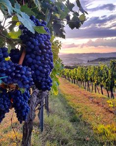 grapes are growing on the vine at sunset