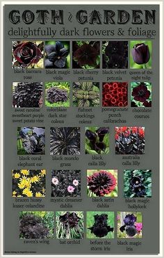 Looking to add some life to your garden? Check out our selection of plants for a lush and healthy ecosystem! Easy Outdoor Plants For Beginners, Goth Indoor Plants, Forest Witch Kitchen, Goth Patio, Goth House Interior, Backyard Bungalow, Gothic Farmhouse, Black Plants, Witchy Garden