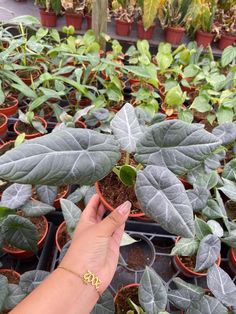 a person is holding up a plant in a pot with other plants behind it and on the ground