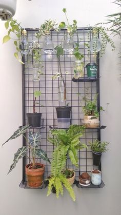 a wall mounted shelf filled with potted plants