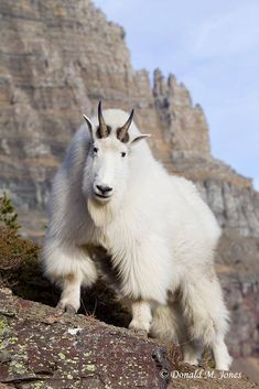 a mountain goat standing on top of a rocky cliff