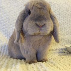 a gray rabbit sitting on top of a white blanket